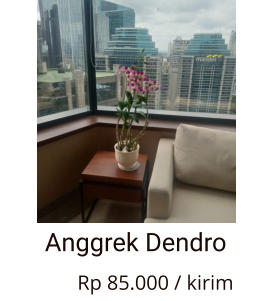 Anggrek Dendro                Rp 85.000 / kirim